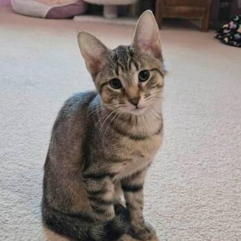 PURROGIE -  Tabby Cat Available for Adoption in Delhi, Ontario - PURROGIE | PetCurious