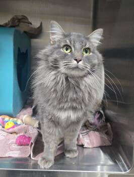 Sapphire -  Domestic Medium Hair Cat for Adoption in Billings, Montana - Sapphire | PetCurious