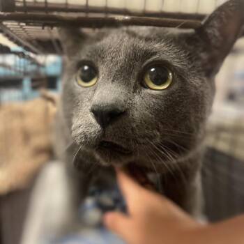 Grady -  Domestic Short Hair and Mixed Breed Cat for Adoption in Chicago, Illinois - Grady | PetCurious