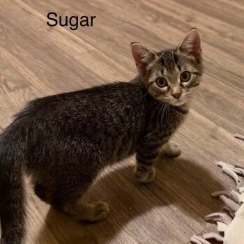 Sugar -  Tabby Cat for Adoption in Wyandotte, Michigan - Sugar | PetCurious