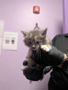 61089057 -  Domestic Medium Hair Cat for Adoption in El Paso, Texas - 61089057 | PetCurious