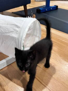 Rescue Domestic Short Hair Cats for Adoption in Rockaway, New Jersey - Sanji KITTEN | PetCurious