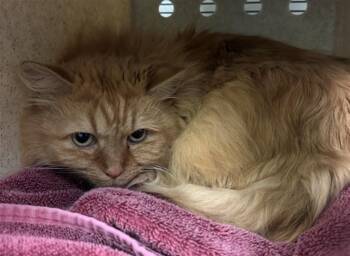 FINNY -  Domestic Medium Hair Cat for Adoption in Burbank, California - FINNY | PetCurious