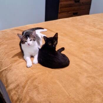 Domestic Short Hair Cats Available for Adoption - Frankie & Raven  | PetCurious