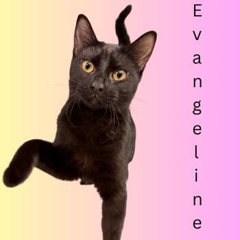 Rescue Domestic Short Hair Cats for Adoption in South Padre Island, Texas - Evangeline | PetCurious