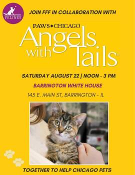 AAA ADOPTION EVENT Angels with Tails -  Domestic Long Hair Cat for Adoption in Chicago, Illinois - AAA ADOPTION EVENT Angels With Tails | PetCurious