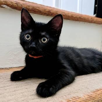 Fish Stick -  Domestic Short Hair Cat for Adoption in Alexandria, Virginia - Fish Stick | PetCurious