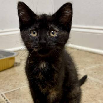 Domestic Short Hair Cats Available for Adoption in Chattanooga, Tennessee - Chaos | PetCurious