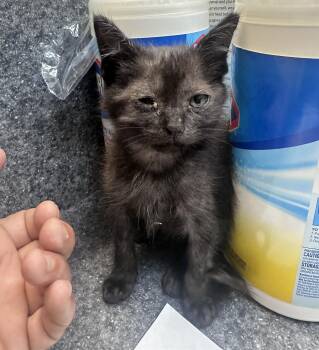 Atticus -  Domestic Short Hair Cat for Adoption in Dyersburg, Tennessee - Atticus | PetCurious