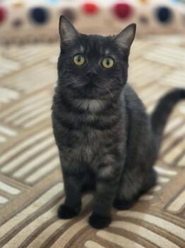 Egyptian Mau Cats Available for Adoption in Brampton, Ontario - Luna (Carly) | PetCurious