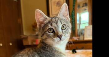 Water Lily ( Sock Hop) -  Domestic Short Hair Cat for Adoption in Chicago, Illinois - Water Lily ( Sock Hop) | PetCurious