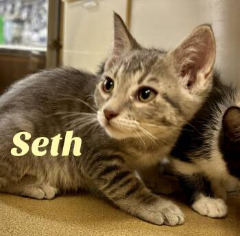 Rescue Domestic Short Hair Cats for Adoption in Owasso, Oklahoma - Seth | PetCurious