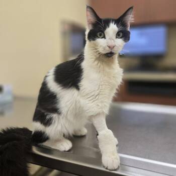Domestic Medium Hair Cats Available for Adoption in Biltmore Forest, North Carolina - Gremlin | PetCurious