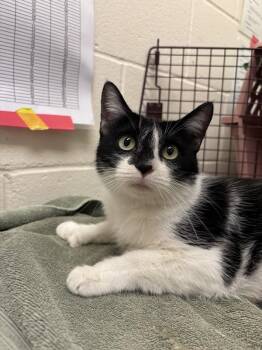Toof Fairy -  Domestic Short Hair Cat for Adoption in Santa Rosa, California - Toof Fairy | PetCurious