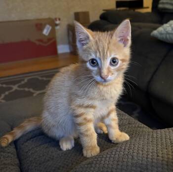 Percy -  Domestic Short Hair Cat for Adoption in Bridgeport, Connecticut - Percy | PetCurious