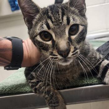 Jumper -  Domestic Short Hair Cat for Adoption in Murray, Utah - Jumper | PetCurious