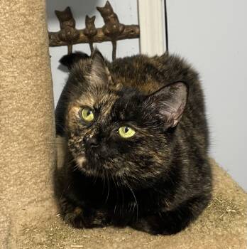 Beautiful Emma -  Domestic Short Hair Cat Available for Adoption in Everett, Washington - Beautiful Emma | PetCurious