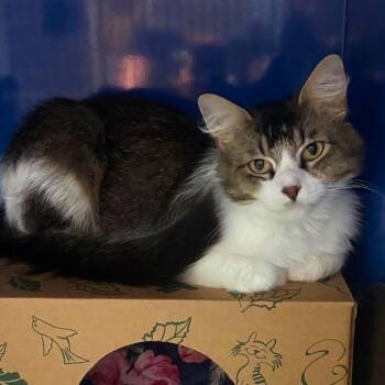 Oriole -  Domestic Long Hair Cat for Adoption in Incline Village, Nevada - Oriole | PetCurious