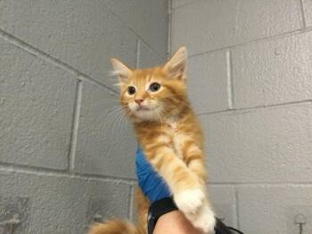 Domestic Long Hair Cats Available for Adoption in Thousand Palms, California - ROCKWELL | PetCurious