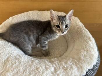 Buzz -  Tabby Cat for Adoption in Burnaby, British Columbia - Buzz | PetCurious