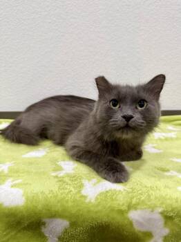 Anastasia -  Domestic Medium Hair Cat for Adoption in Las Vegas, Nevada - Anastasia | PetCurious