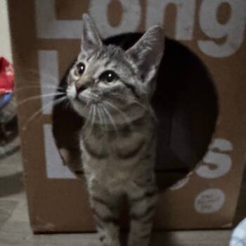 Rescue Domestic Short Hair Cats for Adoption in Portage, Michigan - Wisteria | PetCurious