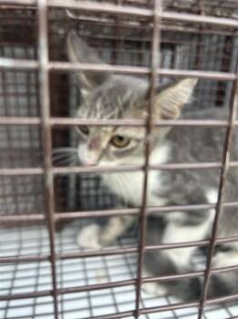 A661183 -  Domestic Short Hair Cat for Adoption in Houston, Texas - A661183 | PetCurious
