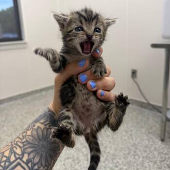 Salmon -  Domestic Short Hair Cat for Adoption in Morganton, North Carolina - Salmon | PetCurious