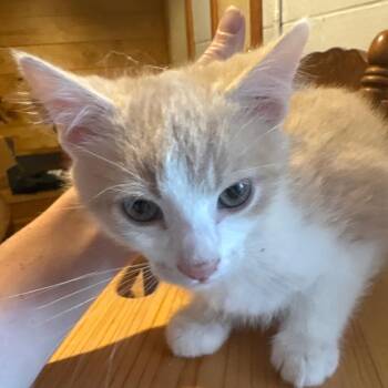 Hershey Kiss -  Domestic Short Hair Cat for Adoption in Lynchburg, Virginia - Hershey Kiss | PetCurious