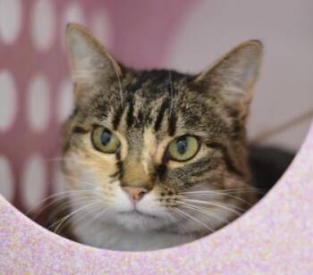 Rescue Domestic Short Hair Cats for Adoption in Gwinn, Michigan - Jewel | PetCurious