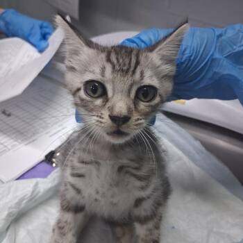 Moon -  Domestic Short Hair Cat for Adoption in Summerville, South Carolina - Moon | PetCurious