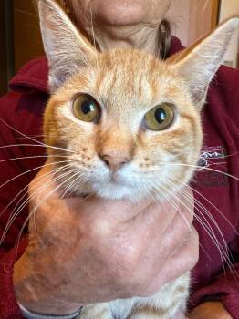 Rescue Domestic Short Hair Cats for Adoption in Plattsburgh, New York - Rupert | PetCurious