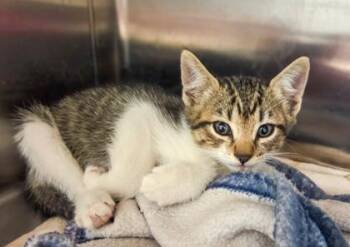 New Kittens on the Block -  Domestic Short Hair Cat for Adoption in Fresno, California - New Kittens On The Block | PetCurious