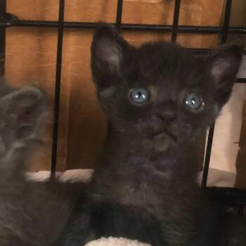 Niko -  Domestic Short Hair Cat for Adoption in Vallejo, California - Niko | PetCurious