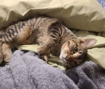 Rescue Domestic Short Hair Cats for Adoption in Ogden, Utah - Zac | PetCurious