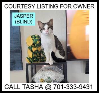 Domestic Short Hair Cats Available for Adoption in Valley City, North Dakota - Jasper - COURTESY LISTING | PetCurious