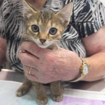 Aurora -  Domestic Short Hair Cat for Adoption in Huntsville, Alabama - Aurora | PetCurious