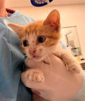 SCRUBBY -  Domestic Short Hair Cat for Adoption in Baytown, Texas - SCRUBBY | PetCurious