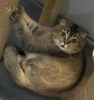Tommy Lee -  Scottish Fold Cat for Adoption in Snow Hill, Maryland - Tommy Lee | PetCurious