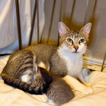 Aria -  Domestic Short Hair Cat for Adoption in Wichita, Kansas - Aria | PetCurious