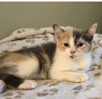 Grace -  Domestic Short Hair Cat for Adoption in Walled Lake, Michigan - Grace | PetCurious