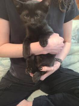 Domestic Short Hair Cats Available for Adoption in Oceanside, California - Stuart | PetCurious