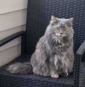 Domestic Long Hair Cats Available for Adoption - Flaky | PetCurious