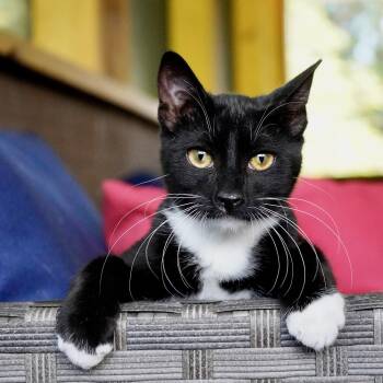 Ezra -  Tuxedo and Domestic Short Hair Cat for Adoption - Ezra | PetCurious