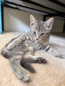 Diego -  Domestic Short Hair Cat for Adoption in Gilbert, Arizona - Diego | PetCurious