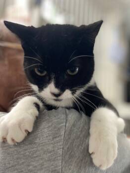 Rescue Domestic Short Hair Cats for Adoption in Pomona, New York - Blake | PetCurious