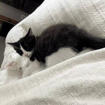 Hazel -  Domestic Medium Hair Cat for Adoption in Brownsboro, Alabama - Hazel | PetCurious