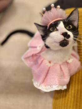 Chiquita Bonita -  Domestic Short Hair Cat for Adoption in Houston, Texas - Chiquita Bonita | PetCurious