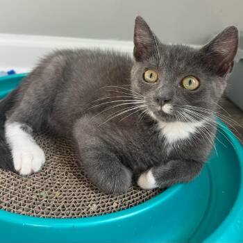 Haymitch -  Domestic Short Hair Cat for Adoption in Cumming, Georgia - Haymitch | PetCurious