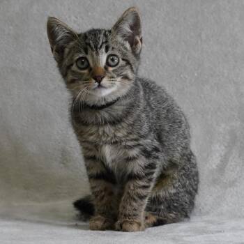 Starling (black) -  Domestic Short Hair Cat for Adoption in Sunnyvale, California - Starling (black) | PetCurious